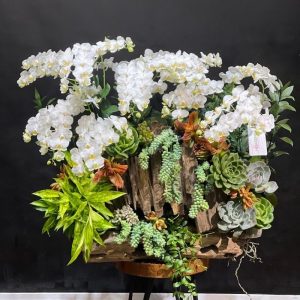 tiểu cảnh lan hồ điệp mini trắng trồng trên gỗ lũa để bàn