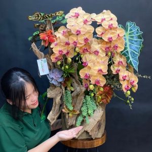 Hoa để bàn ngày tết lẵng hoa lan hồ điệp cam ghép gỗ lũa mix sen đá