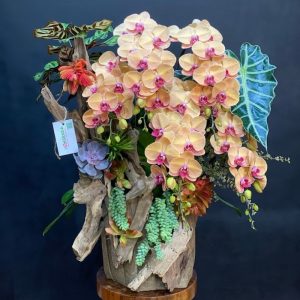 Hoa để bàn ngày tết lẵng hoa lan hồ điệp cam ghép gỗ lũa mix sen đá