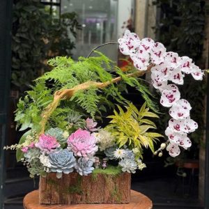 tiêu cảnh lan hồ điệp mix sen đá