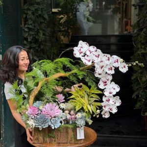 tiêu cảnh lan hồ điệp mix sen đá