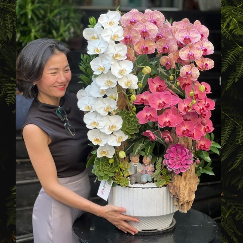 lan hồ điệp đỏ và trắng ghép gỗ lũa lan hồ điệp đỏ và trắng ghép gỗ lũa