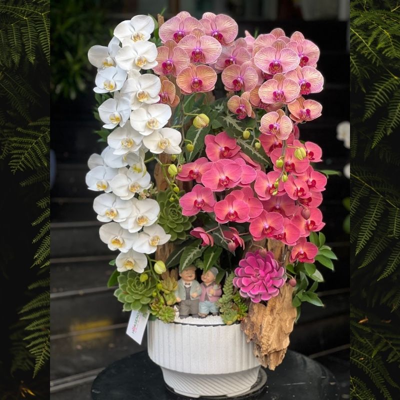 lan hồ điệp đỏ và trắng ghép gỗ lũa lan hồ điệp đỏ và trắng ghép gỗ lũa