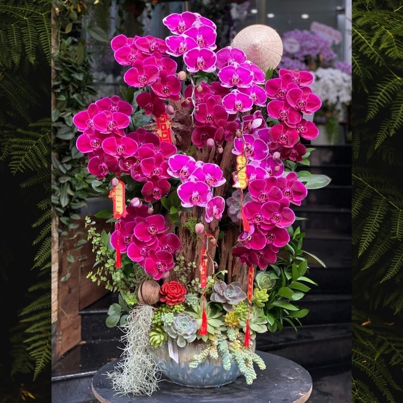 tiểu cảnh lan hồ điệp đỏ nhung và hồng mix sen đá tiểu cảnh lan hồ điệp đỏ nhung và hồng mix sen đá