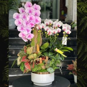 tiểu cảnh lũa hồ điệp lớn và mini để bàn