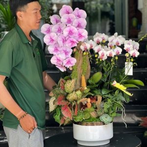 tiểu cảnh lũa hồ điệp lớn và mini để bàn