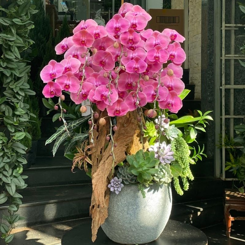 chậu lan hồ điệp đỏ 7 cành chậu lan hồ điệp đỏ 7 cành