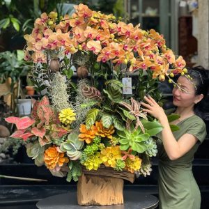 lũa gỗ lan hồ điệp cam để bàn