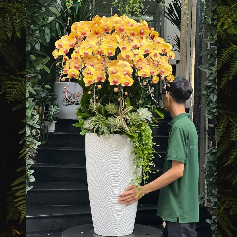 chậu lan hồ điệp vàng đẹp tươi lâu chậu lan hồ điệp vàng đẹp tươi lâu