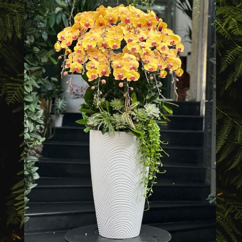 chậu lan hồ điệp vàng đẹp tươi lâu chậu lan hồ điệp vàng đẹp tươi lâu