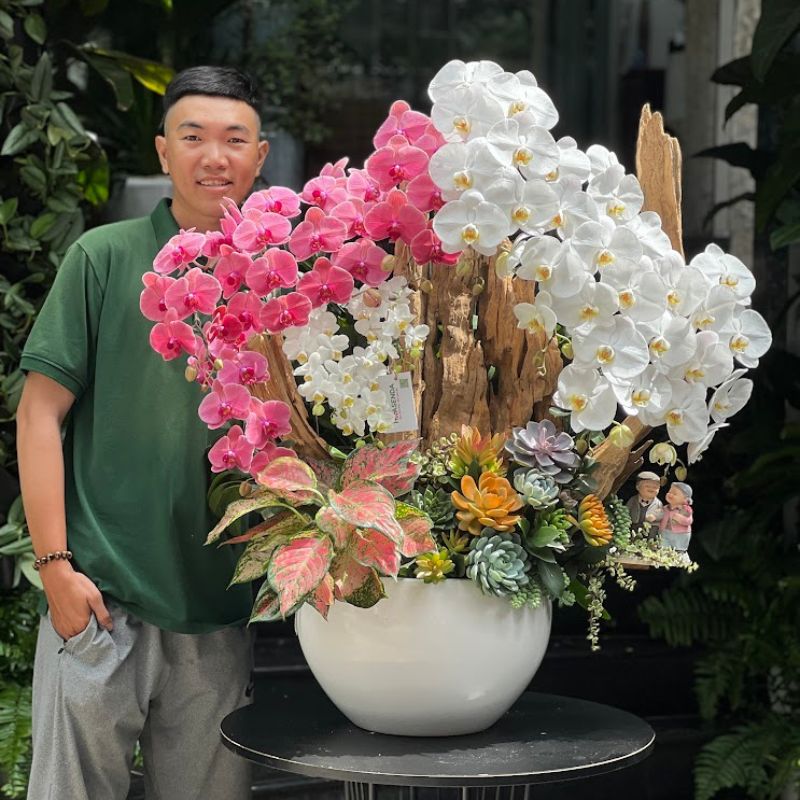 lan hồ điệp đỏ và trắng trồng trên gỗ lũa cao cấp lan hồ điệp đỏ và trắng trồng trên gỗ lũa cao cấp