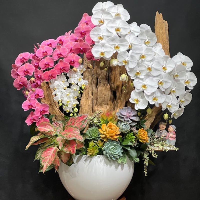 lan hồ điệp đỏ và trắng trồng trên gỗ lũa cao cấp lan hồ điệp đỏ và trắng trồng trên gỗ lũa cao cấp