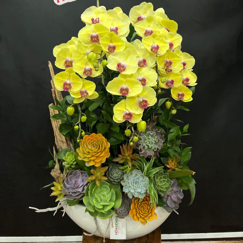 lang-hoa-lan-ho-diep-mix-sen-da-thoi-vang-hay-côngi-thuyen-hoa-lan-ho-diep (4) tiểu cảnh hoa lan hồ điệp vàng mix sen đá