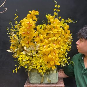 hoa địa lan vàng tết