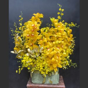 hoa địa lan vàng tết